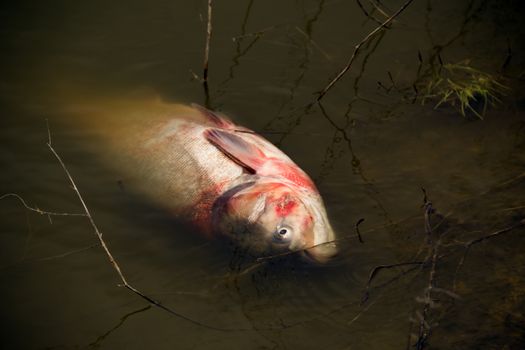 live big carp in the muddy river