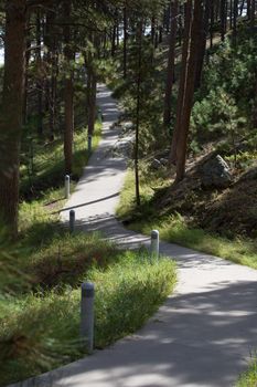 Concrete foot path winding through pine trees affording welcome shade on a hot sunny day for hikers and walkers