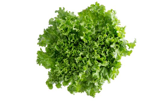 Head of fresh crispy leafy green Californian lettuce isolated on white viewed from above to be used as a healthy salad ingredient and garnish