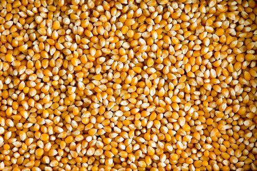 Overhead background view of a layer of healthy dried corn or maize kernels, a staple grain rich in dietary fiber and starch