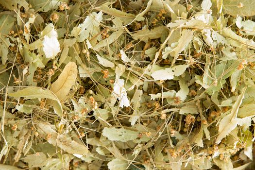 Dried linden flowers, a flower from the linden tree, Tilia, used in herbalism and alternative medicine to produce a tisane or tincture rich in antioxidants, anti-inflammatory and a cure for migraines