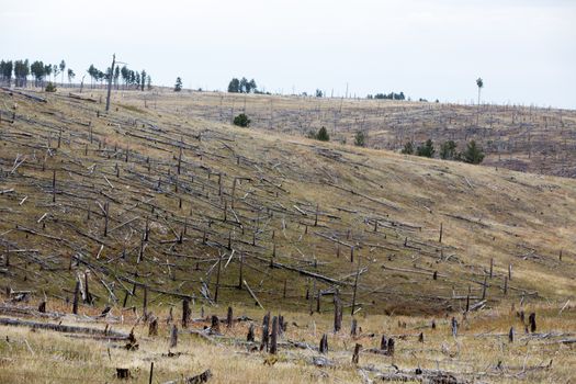 Decimated deforested hillside slopes with the remnants of felled tree trunks in a conceptual image of loss of trees and forests affecting the ecology