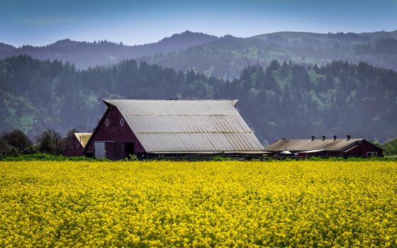 Mustard flowers and an old barn.
