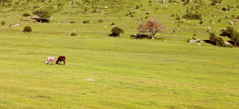 A Cow Standing On The Summer Meadow