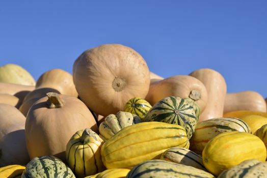 Pile of pumpkins and squashes freshly harvested
