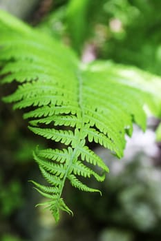 Fern leaves and bush in the summer forest