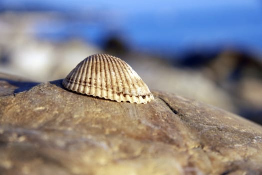 Sea shell laying on the stone near the seashore