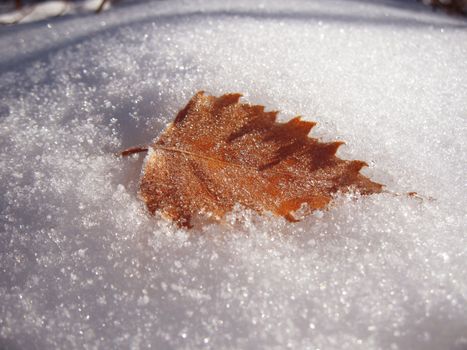 Frozen oak leaves laying in the snow