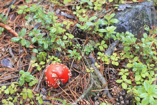 Red toadstool mushroom growing in autumnal forest