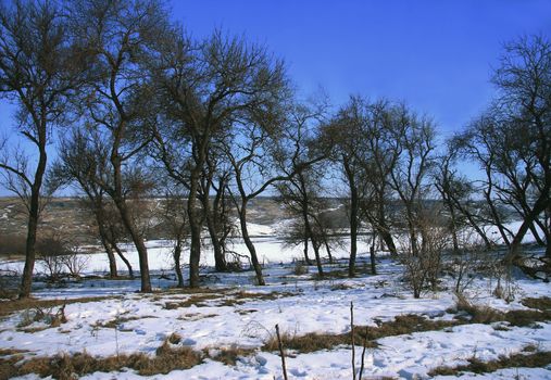 Winter forest in the snowy stormy weather