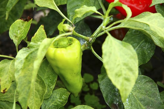 Green Sweet Pepper Growing On The Bed