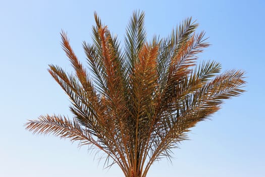 Palm tree against blue sky. Tropical nature