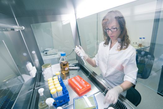 Female life scientist researching in laboratory, pipetting cell culture medium samples in laminar flow. Photo taken from laminar interior.