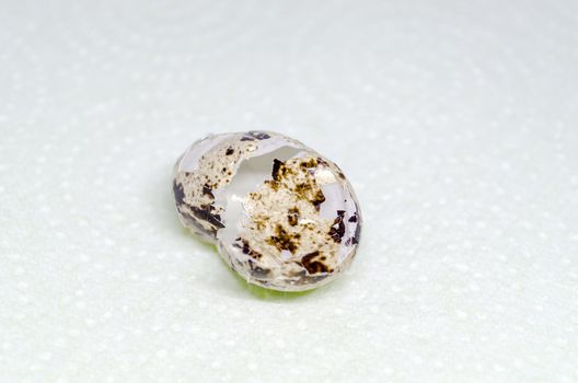 Broken shell of a hatched Monitored Leis.