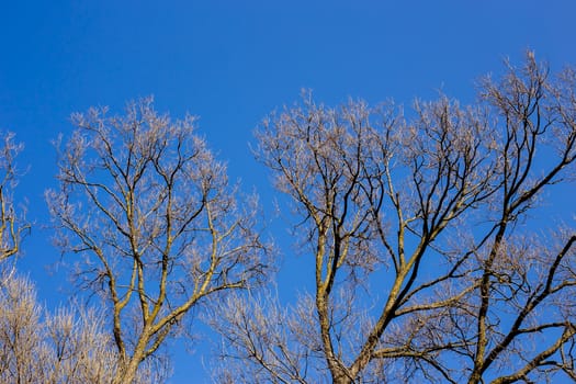 Bare branches of a tree against blue sky, nature spring background