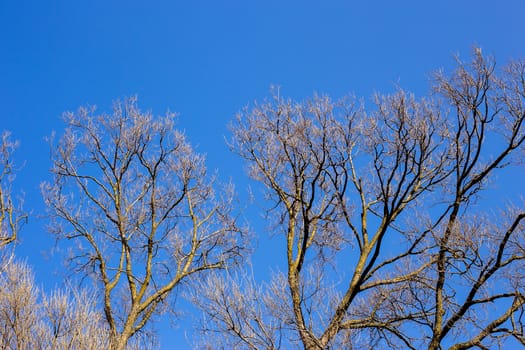 Bare branches of a tree against blue sky, nature spring background