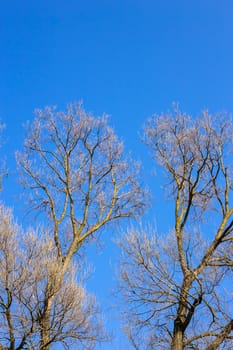 Bare branches of a tree against blue sky, nature spring background