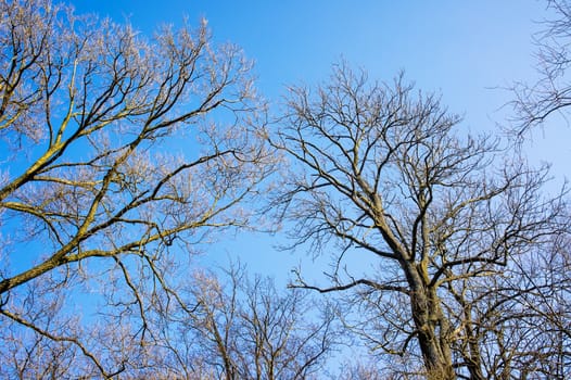 Bare branches of a tree against blue sky, nature spring background