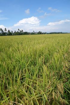 Ripe rice grains in Asia before harvest