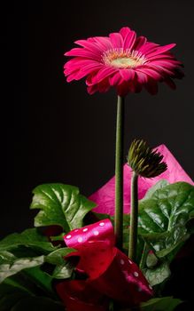 Purple gerbera flower