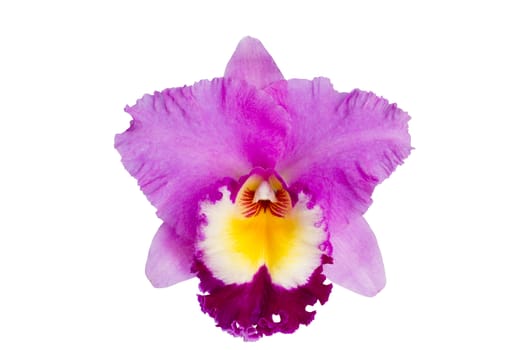 Closeup of gorgeous pink orchid flowers over white background