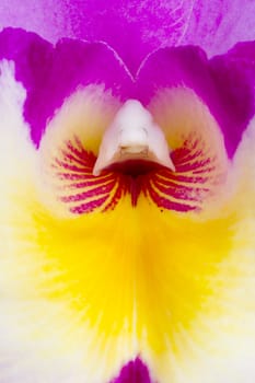 A close-up view of the inside of a colorful cattleya orchid