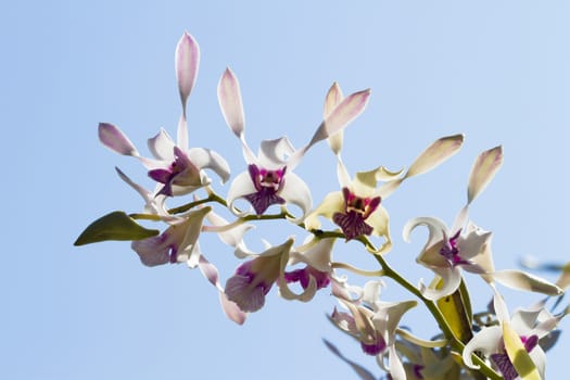 Dendrobium orchid hybrid with white flowers.