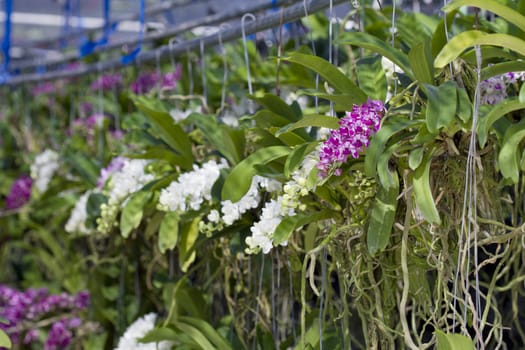 Shop orchids Trees on the market