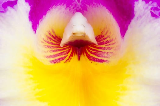 A close-up view of the inside of a colorful cattleya orchid