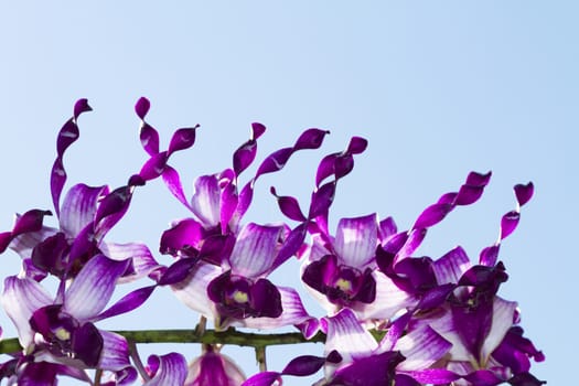 Dendrobium orchid hybrid purple flowers.