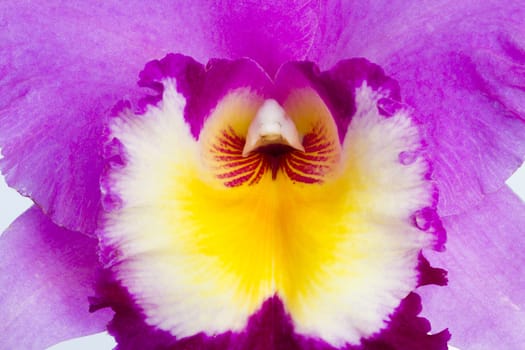 A close-up view of the inside of a colorful cattleya orchid