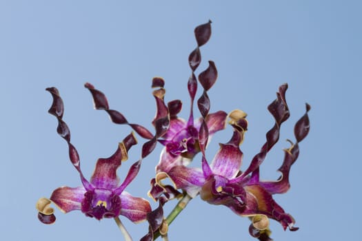 Dendrobium orchid hybrid purple flowers.