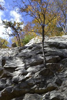 Picture of some trees growing horizontally on a rock wall