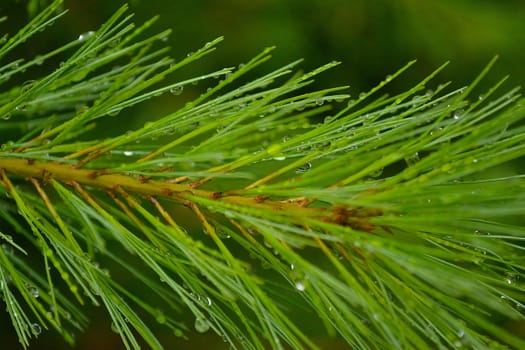 Picture of a small branch of a pine after a storm