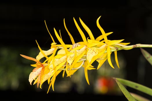 Cattleya orchid yellow. Flowers in nature