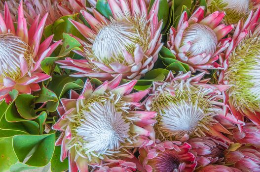 Protea cynaroides, the king protea, giant protea, honeypot or king sugar bush, a woody shrub of the winter rainfall area of the Western Cape Province of South Africa. Flowers up to 300 mm in diameter