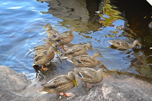 Ducks swimming in a lake in the north of Ontario