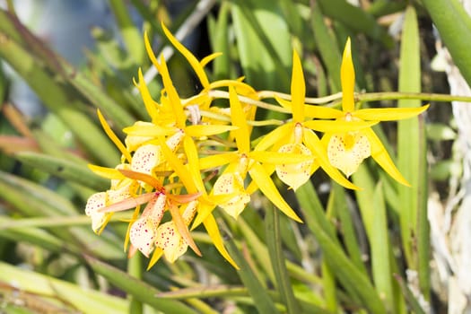 Cattleya orchid yellow. Flowers in nature