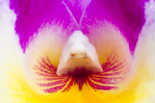 A close-up view of the inside of a colorful cattleya orchid