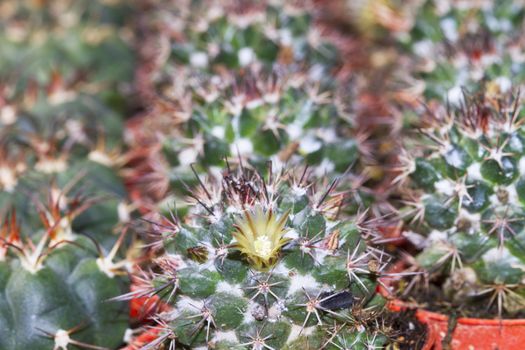Sharp pointed agave plant leaves