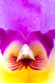 A close-up view of the inside of a colorful cattleya orchid