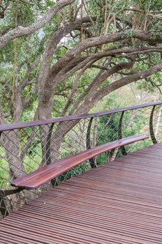 Bench on the Kirstenbosch Tree Canopy Walkway called the Boomslang (Tree Snake), winding for 130 meters like a snake 12 meters above the ground
