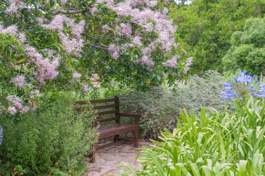 Rustic bench beneath a flowering Cape Chestnut tree in the Kirstenbosch National Botanical Gardens