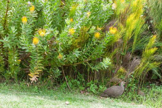 Cape spurfowl or Cape francolin, Pternistis capensis, underneath a yellow pincushion shrub in the Kirstenbosch National Botanical Gardens