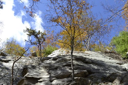 Picture of some trees growing horizontally on a rock wall