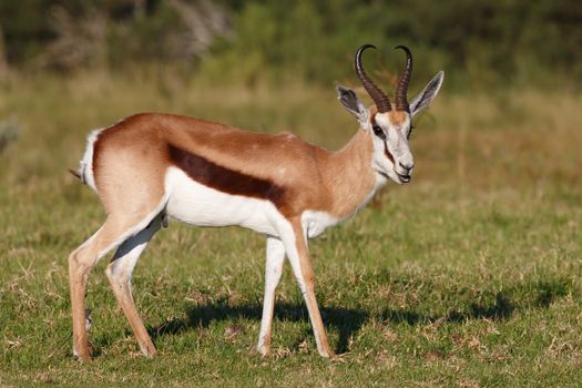 Male springbok antelope with white face and sharp curved horns