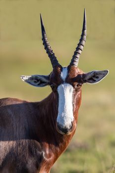 Bontebok antelope with white face and sharp pointed horns