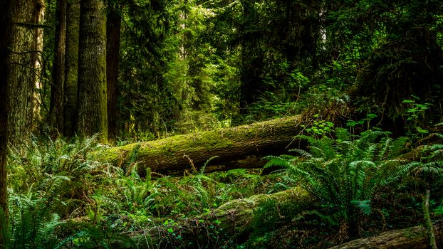 A dark and green forest in Northern California, USA.