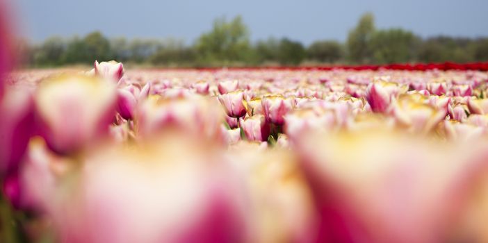 Garden of tulips, spring colorful vivid theme