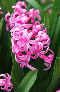 Pink hyacinths (hyacinthus) is one of the first beautiful spring flowers can use as background